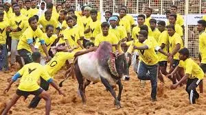  Let's gave a permission to Jallikattu in Dharmapuri-anpumani Ramadoss